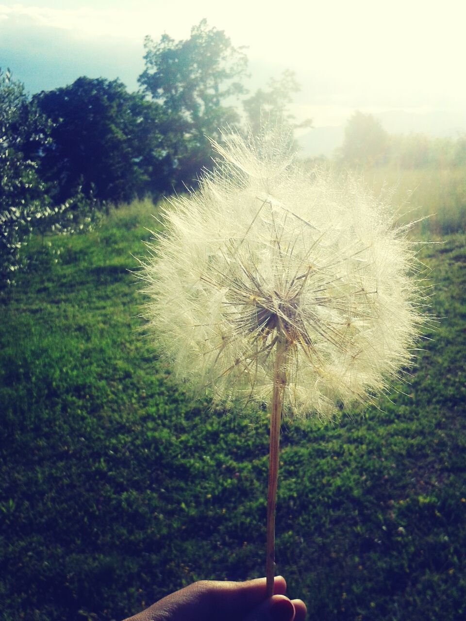 dandelion, flower, growth, nature, beauty in nature, single flower, fragility, plant, freshness, flower head, field, close-up, stem, focus on foreground, sky, tranquility, day, uncultivated, outdoors, sunlight