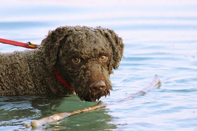 Dog in the water looking into the lens