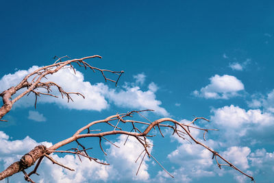 Low angle view of bare tree against blue sky