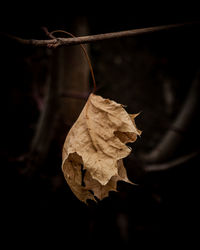 Close-up of dry leaf against blurred background