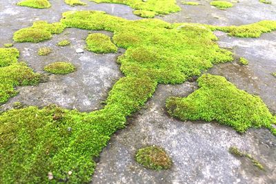 High angle view of moss growing on rock