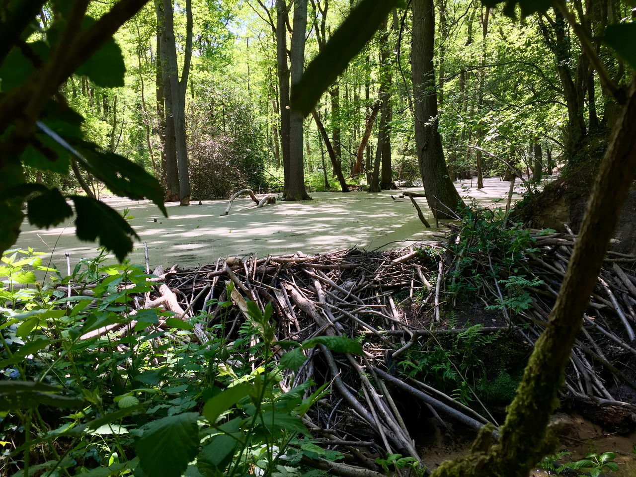 PLANTS GROWING ON LAND IN FOREST