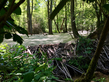 Trees growing in forest