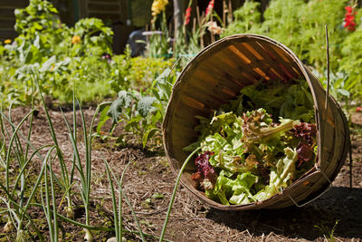 Close-up of plants growing in field