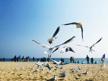 Seagulls flying over beach against sky