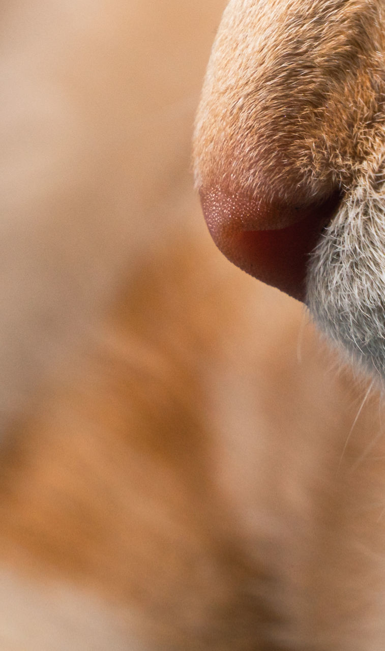 CLOSE-UP OF A DOG WITH EYES