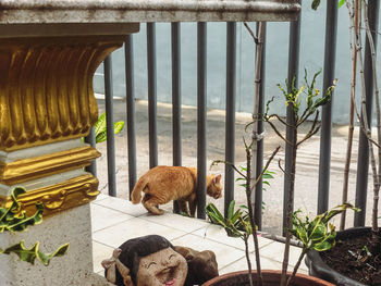 View of an animal on railing