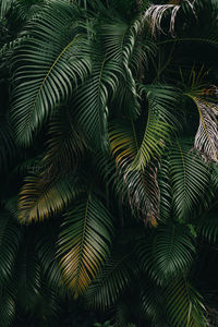 Full frame shot of palm trees