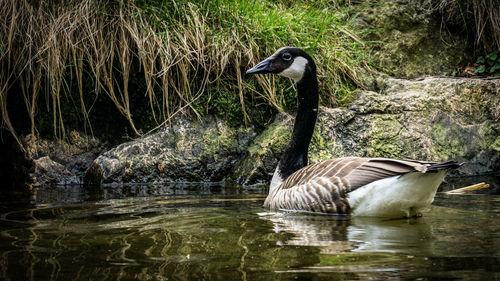 Ducks swimming in lake