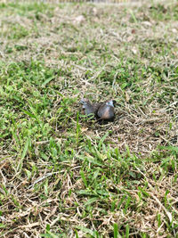 High angle view of bird on field