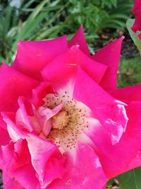 Close-up of pink flower blooming outdoors