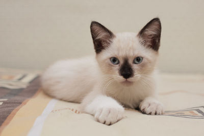 Portrait of white kitten