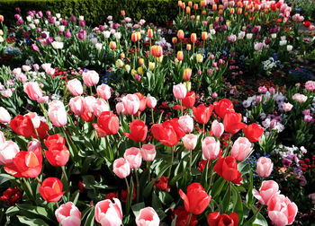 Close-up of pink tulips on field