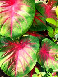 Full frame shot of plant with red leaves