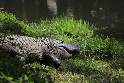 Large alligator warming up on banks of lake