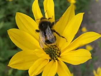 Close-up of bee pollinating on yellow flower