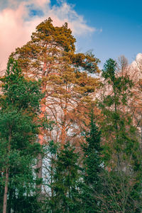 Low angle view of trees in forest