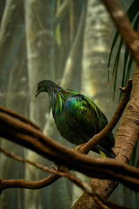 Close-up of bird perching on branch