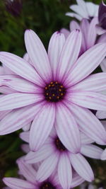 Close-up of purple flower