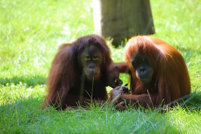 Monkeys in a field