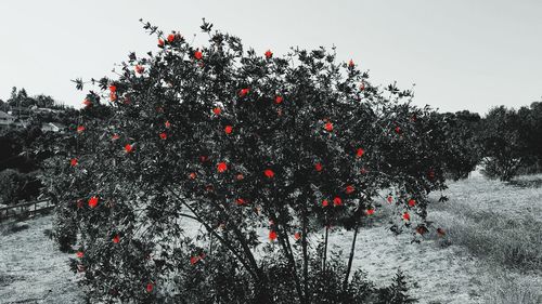 Low angle view of flower tree against clear sky