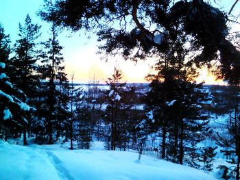 Trees on snow covered landscape