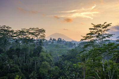 Trees on landscape against sky during sunset