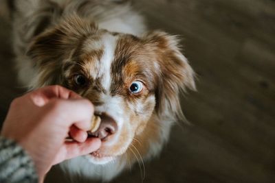 Close-up portrait of puppy