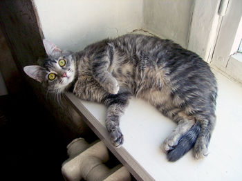 High angle view of cat on window sill