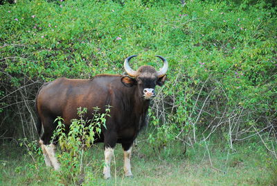 Portrait of gaur standing on grass at bandipur national park