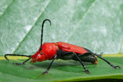 Extreme close-up of red insect on leaf