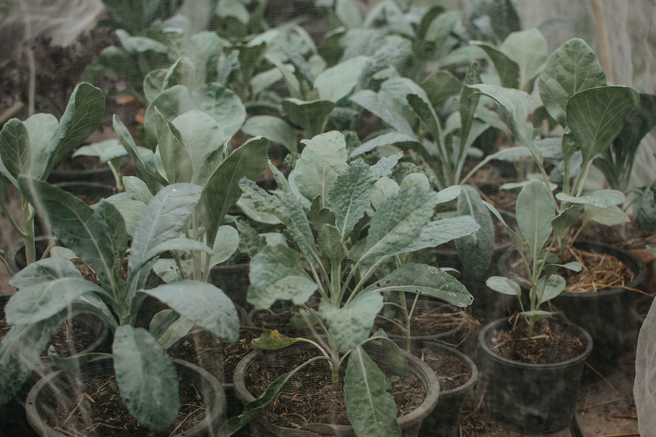 CLOSE-UP OF FRESH VEGETABLES ON FIELD