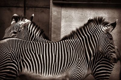 Close-up of zebra in zoo