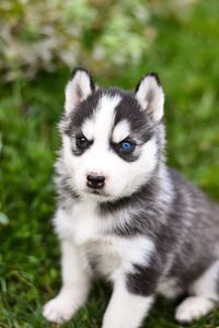 Seberian husky puppy closeup