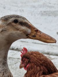 Close-up of a bird