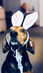 Close-up portrait of a dog with bunny ears 