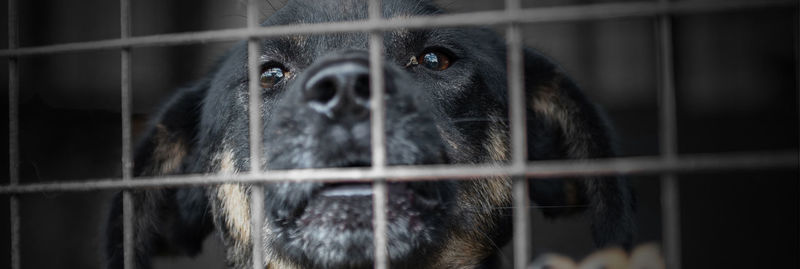 Dog in animal shelter waiting for adoption. dog behind the fences. dog in animal shelter cage.