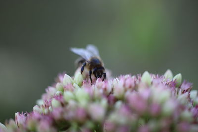 Close-up of bee pollinating on purple flower