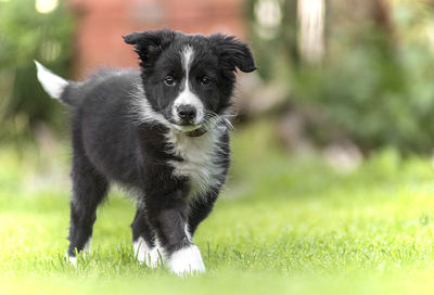 Close-up of border collie walking