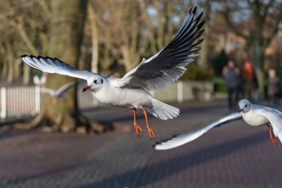 Close-up of seagull flying