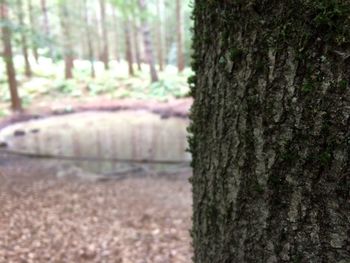 Close-up of tree trunk