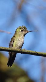 Low angle view of bird perching on branch