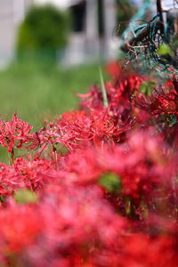 Close-up of red flowering plants
