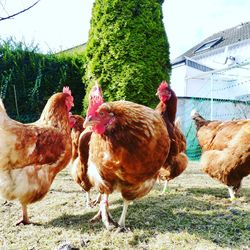 Close-up of rooster on field