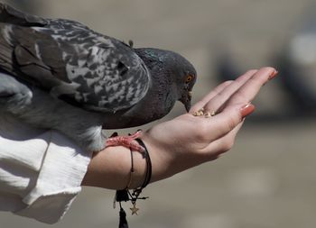 Midsection of woman holding bird perching on hand