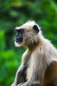 Close-up of a monkey sitting on a natural background