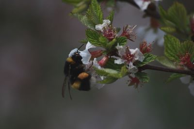 Close-up of bee on flower