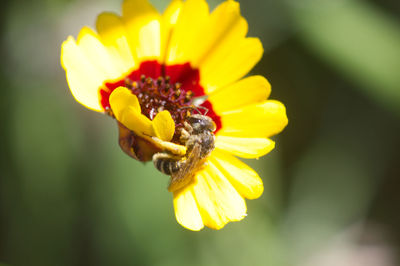 Close-up of yellow flower