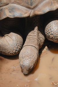 Giant land tortoise head and front feet in mauritius