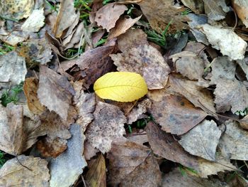 Full frame shot of yellow leaves on field